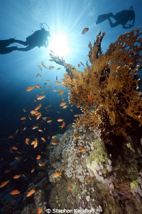 Underwater scenery in Ras Mohammed. by Stephan Kerkhofs 